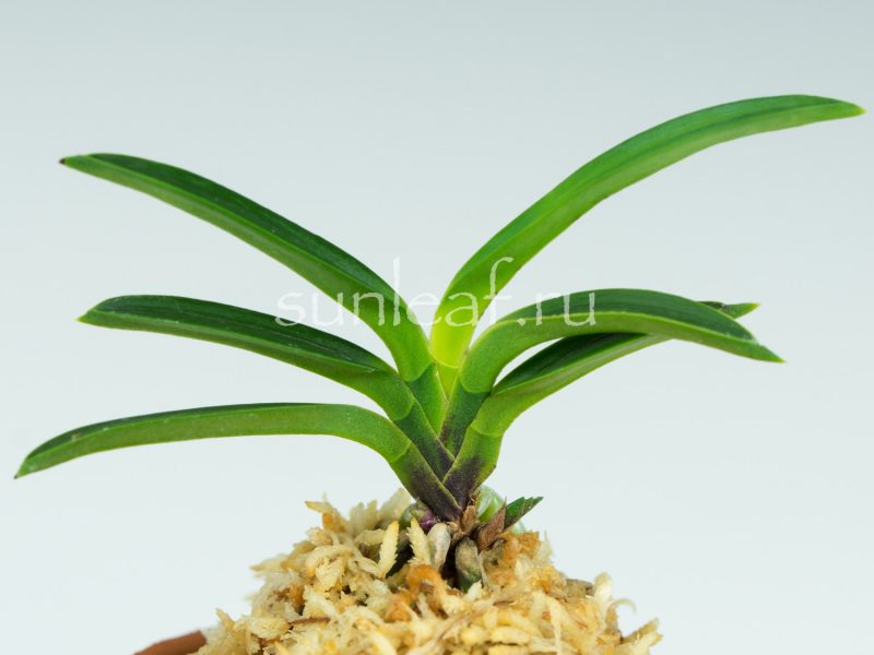 неофинетия Куцувамуси 비충 轡虫 neofinetia Kutsuwamushi