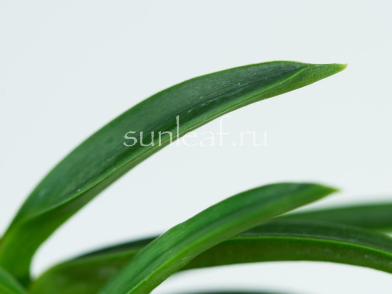 неофинетия Куцувамуси 비충 轡虫 neofinetia Kutsuwamushi