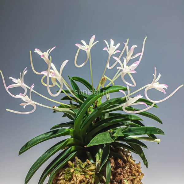 КУЦУВАМУСИ 비충 轡虫 neofinetia Kutsuwamushi