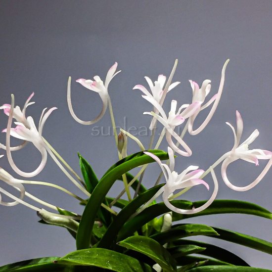 neofinetia Kutsuwamushi