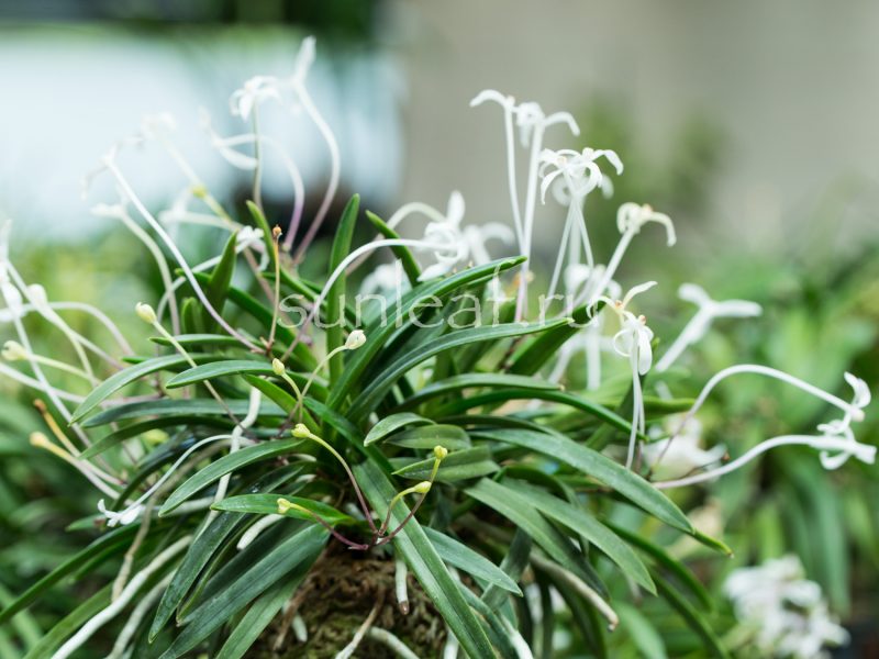 Неофинетия фальката КОЯ-НО-ХАНА 高野の華