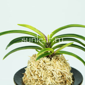 Неофинетия фальката КИ БОТАН 貴牡丹