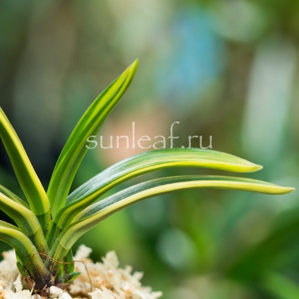 Неофинетия фальката ОЭМАРУ СИМА 大江丸縞