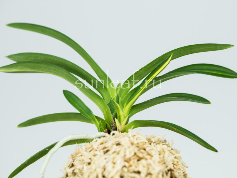 Неофинетия фальката ОЭМАРУ СИМА 大江丸縞