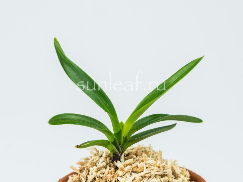 Неофинетия фальката ОЭМАРУ СИМА 大江丸縞