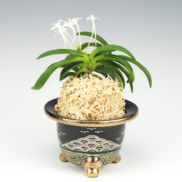 Неофинетия ООНАМИ СЭЙКАЙ 大波青海