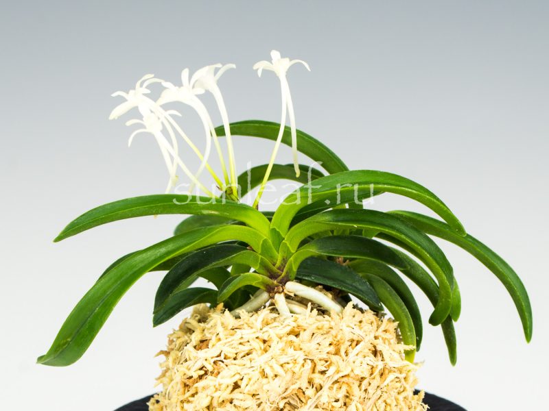 Неофинетия ООНАМИ СЭЙКАЙ 大波青海