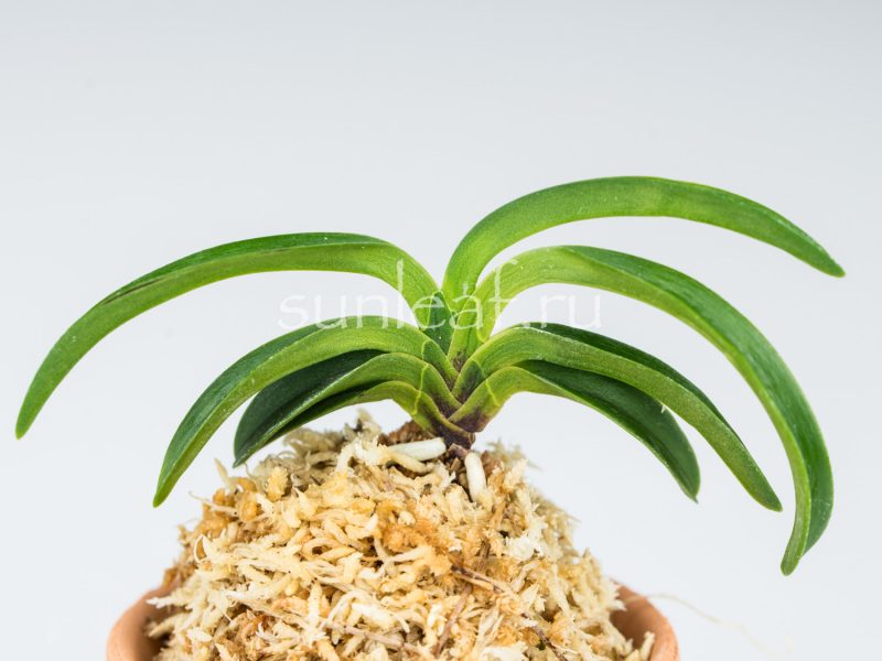 Неофинетия ООНАМИ СЭЙКАЙ 大波青海