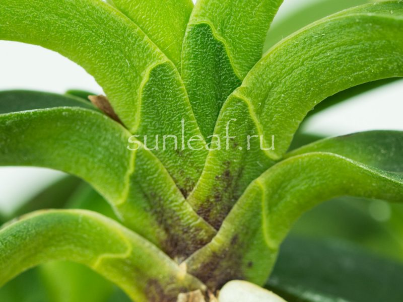 Неофинетия ООНАМИ СЭЙКАЙ 大波青海