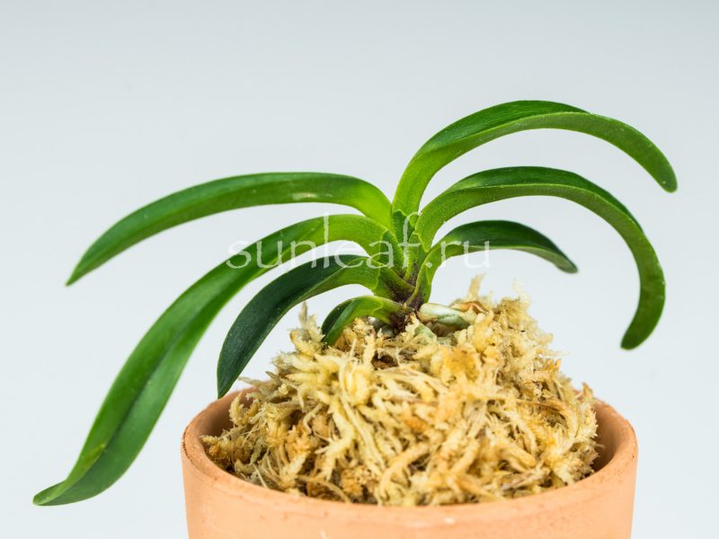 Неофинетия ООНАМИ СЭЙКАЙ 大波青海