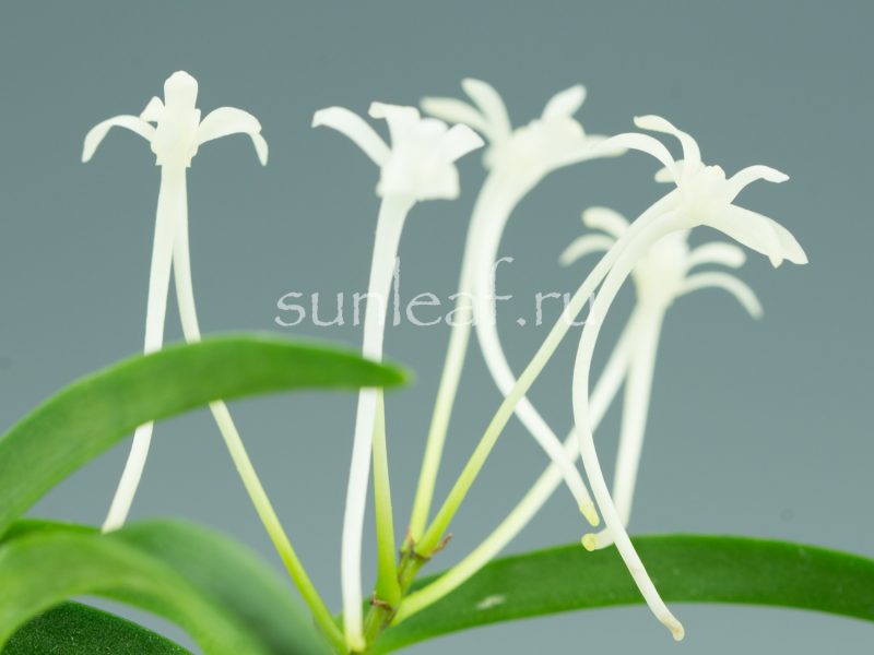 Неофинетия ООНАМИ СЭЙКАЙ 大波青海