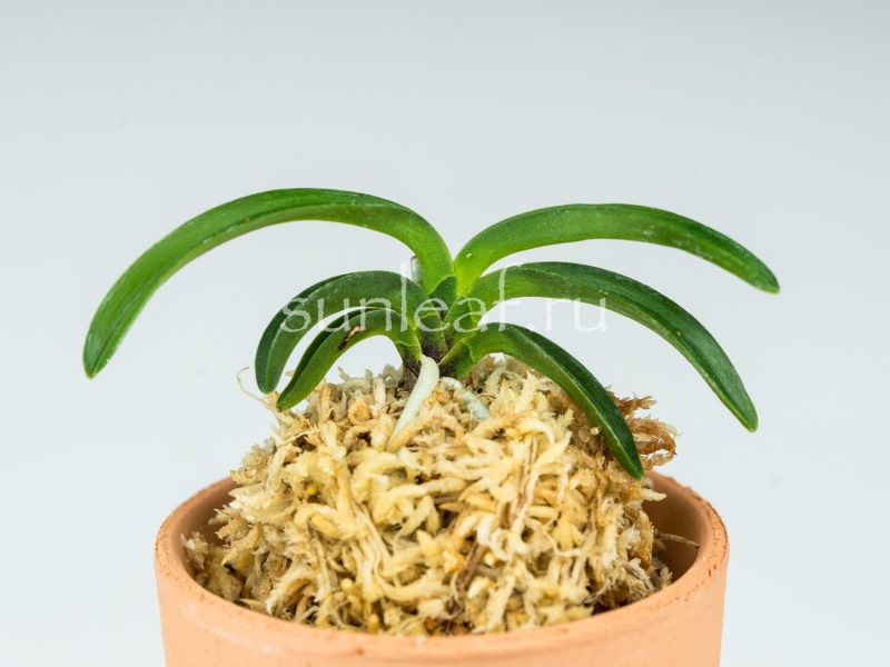 Неофинетия ООНАМИ СЭЙКАЙ 大波青海