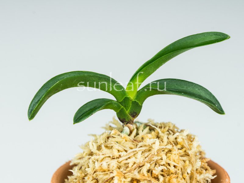 Неофинетия ООНАМИ СЭЙКАЙ 大波青海