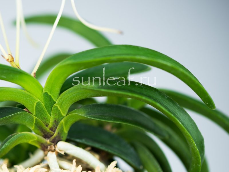 Неофинетия ООНАМИ СЭЙКАЙ 大波青海