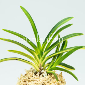 Неофинетия фальката РАИН НО ХИКАРИ 羅因の光