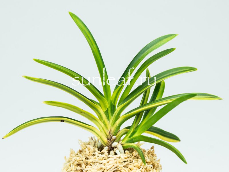 Неофинетия фальката РАИН НО ХИКАРИ 羅因の光