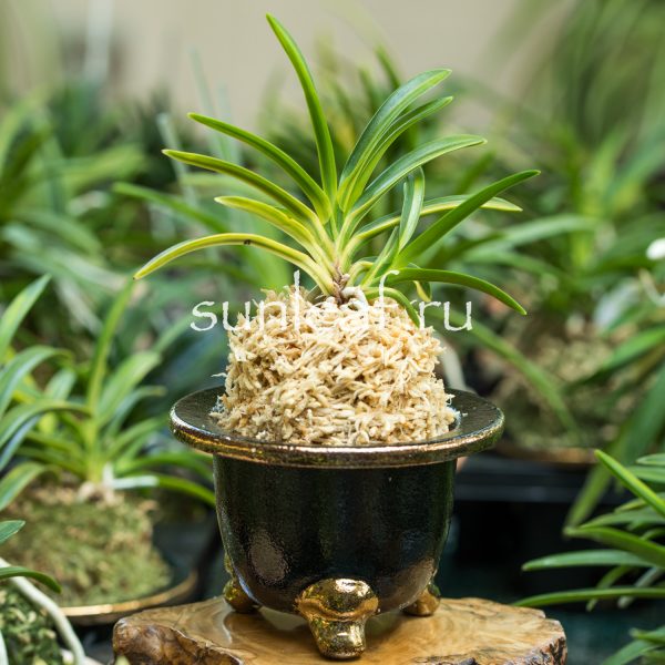 Неофинетия фальката РАИН НО ХИКАРИ 羅因の光