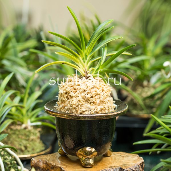 Неофинетия фальката РАИН НО ХИКАРИ 羅因の光