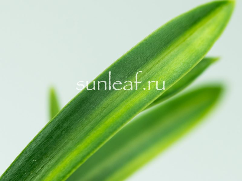 Неофинетия фальката РАИН НО ХИКАРИ 羅因の光