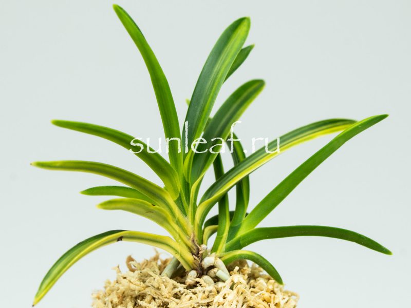 Неофинетия фальката РАИН НО ХИКАРИ 羅因の光