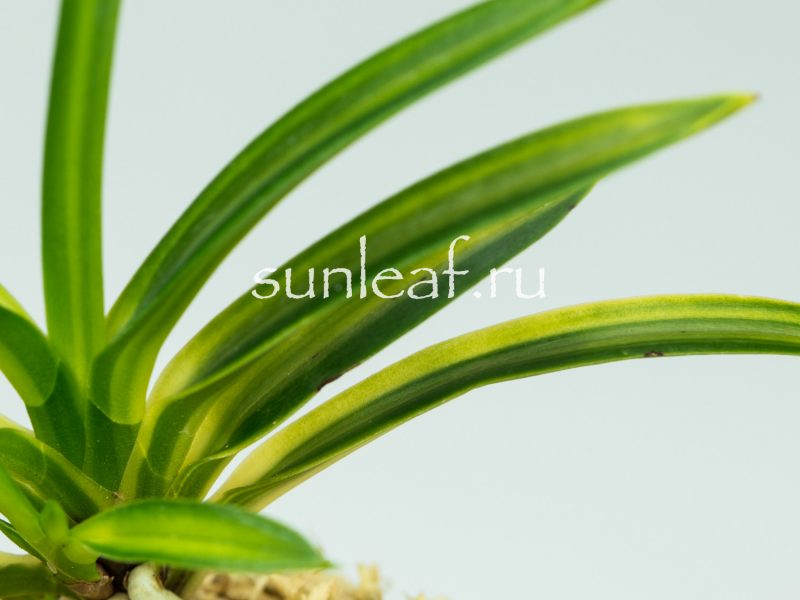 Неофинетия фальката РАИН НО ХИКАРИ 羅因の光