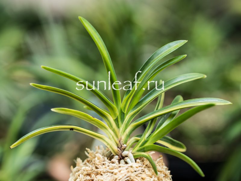 Неофинетия фальката РАИН НО ХИКАРИ 羅因の光