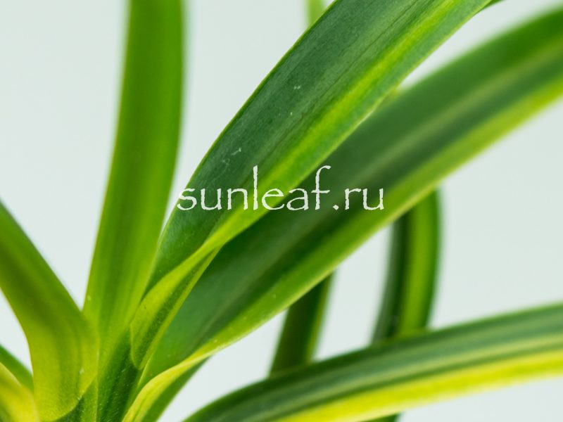 Неофинетия фальката РАИН НО ХИКАРИ 羅因の光