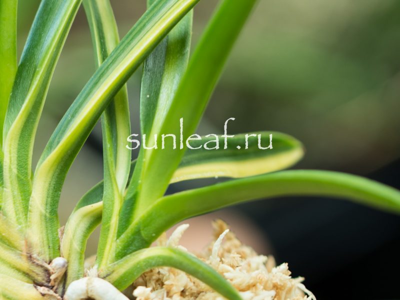 Неофинетия фальката РАИН НО ХИКАРИ 羅因の光