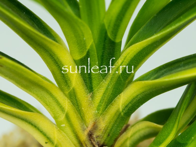 Неофинетия фальката РАИН НО ХИКАРИ 羅因の光