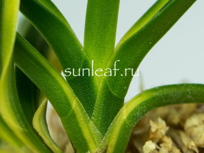 Неофинетия фальката РАИН НО ХИКАРИ 羅因の光 Neofinetia falcata RAIN NO HIKARI