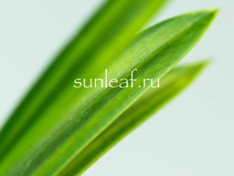 Неофинетия фальката РАИН НО ХИКАРИ 羅因の光