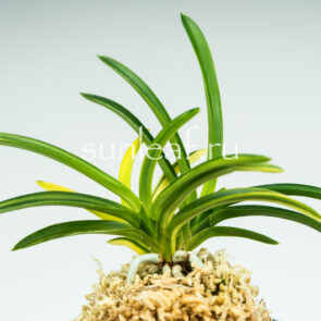 Неофинетия фальката СЭЙО НИСИКИ 青王錦