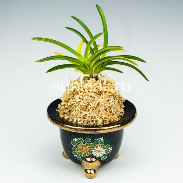 Неофинетия фальката СЭЙО НИСИКИ 青王錦