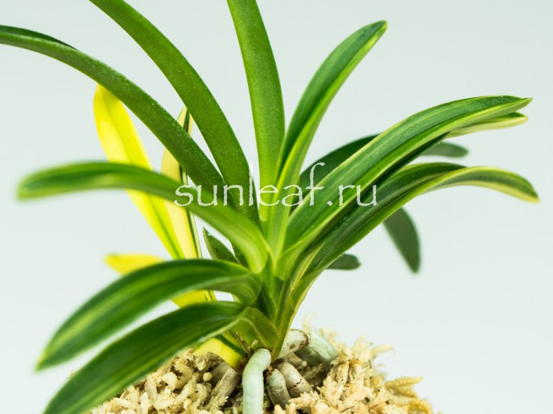 Неофинетия фальката СЭЙО НИСИКИ 青王錦