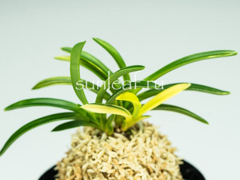 Неофинетия фальката СЭЙО НИСИКИ 青王錦