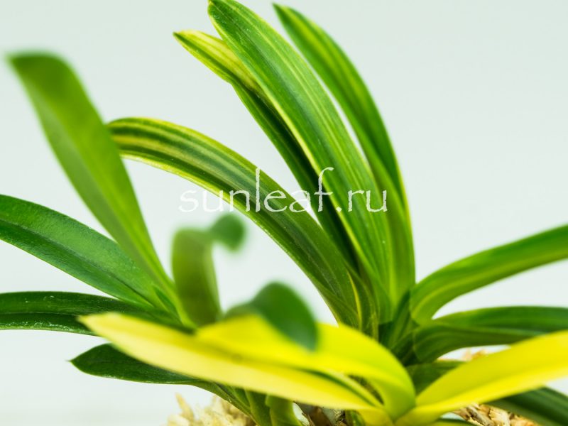 Неофинетия фальката СЭЙО НИСИКИ 青王錦