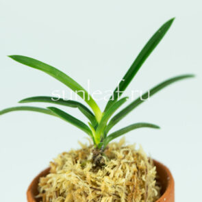 РЭЙХО 霊峰 영봉 neofinetia Reiho (Shiratoriden)