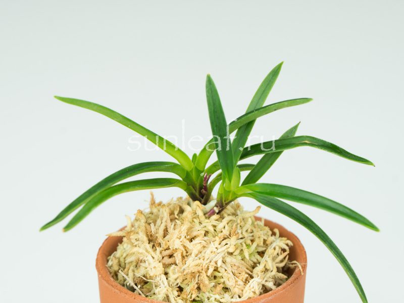 Неофинетия фальката КОЯ-НО-ХАНА 高野の華