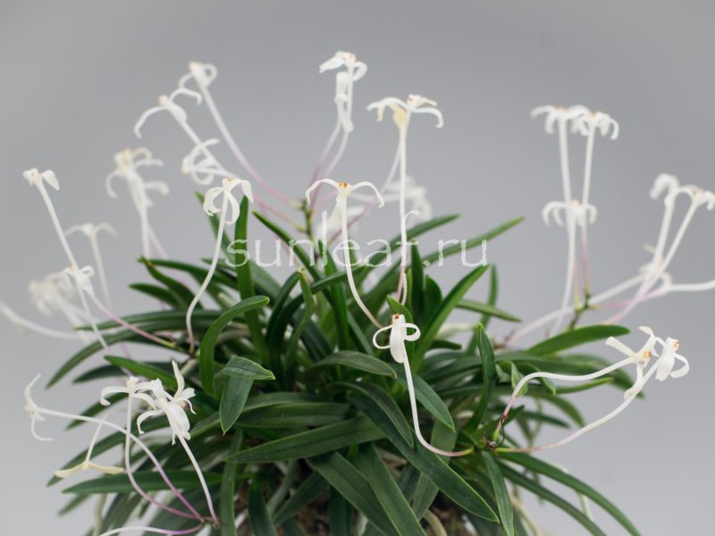 Неофинетия фальката КОЯ-НО-ХАНА 高野の華