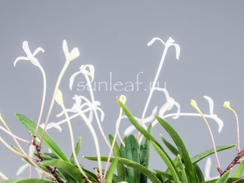 Неофинетия фальката КОЯ-НО-ХАНА 高野の華