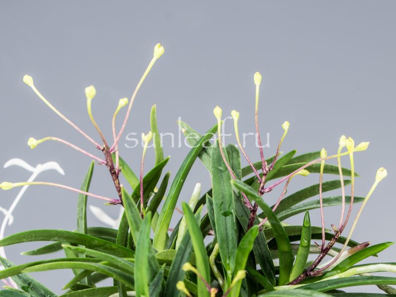 Неофинетия фальката КОЯ-НО-ХАНА 高野の華