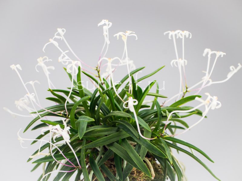 Неофинетия фальката КОЯ-НО-ХАНА 高野の華