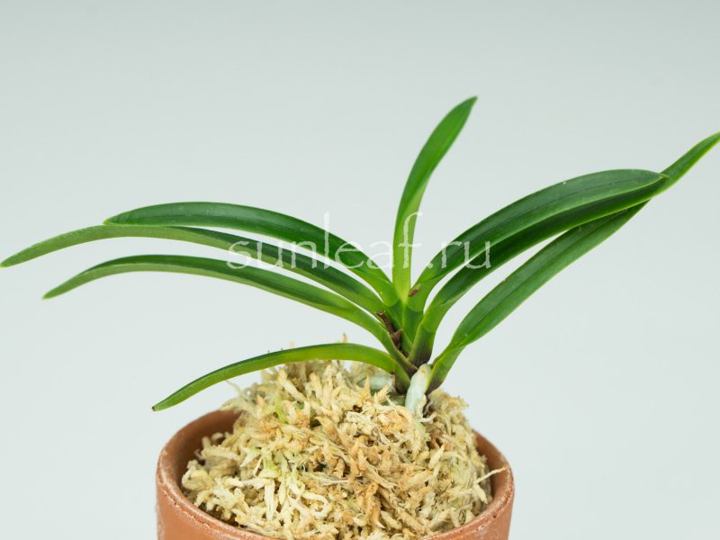 Неофинетия фальката КОЯ-НО-ХАНА 高野の華