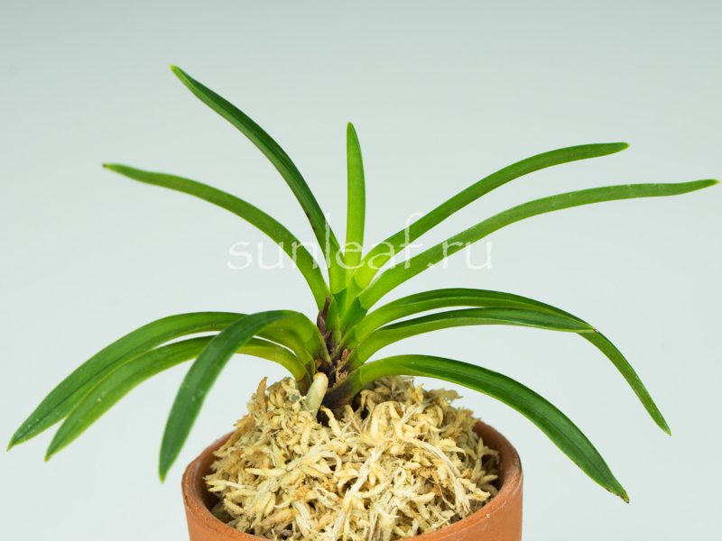 Неофинетия фальката КОЯ-НО-ХАНА 高野の華