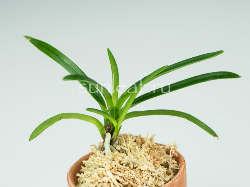 Неофинетия фальката КОЯ-НО-ХАНА 高野の華