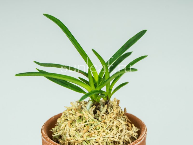 Неофинетия фальката КОЯ-НО-ХАНА 高野の華