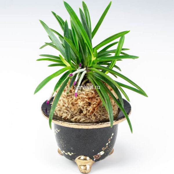 Неофинетия РЭЙХО 霊峰 영봉 neofinetia Reiho (Shiratoriden)