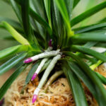 Неофинетия РЭЙХО 霊峰 영봉 neofinetia Reiho (Shiratoriden)