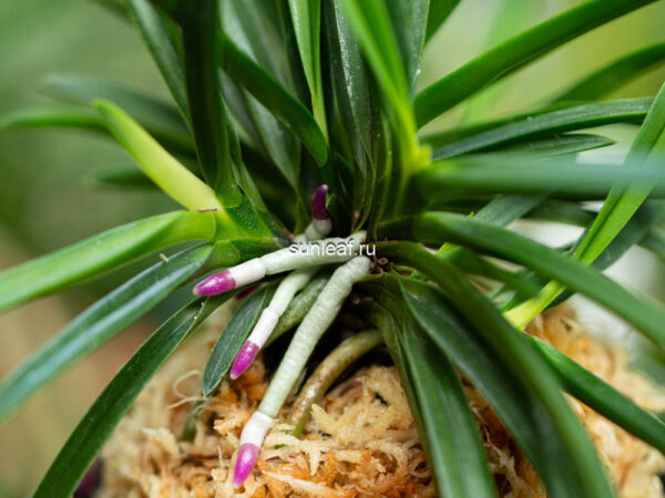 Неофинетия РЭЙХО 霊峰 영봉 neofinetia Reiho (Shiratoriden)