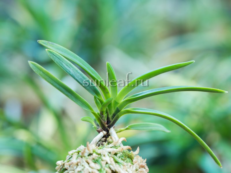 Неофинетия КОЯ-НО-ХАНА 高野の華 neofinetia Kouya-no-hana (KOUYANOHANA)